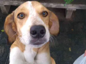 Cachorro raça Indefinida idade 3 anos nome Gema