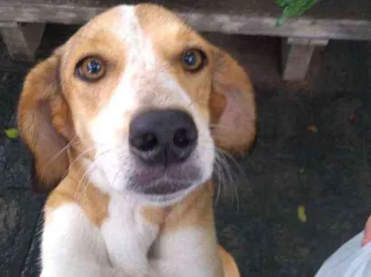 Cachorro raça Indefinida idade 3 anos nome Gema