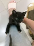 Kira 