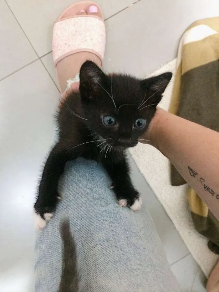 Gato raça  idade Abaixo de 2 meses nome Kira 