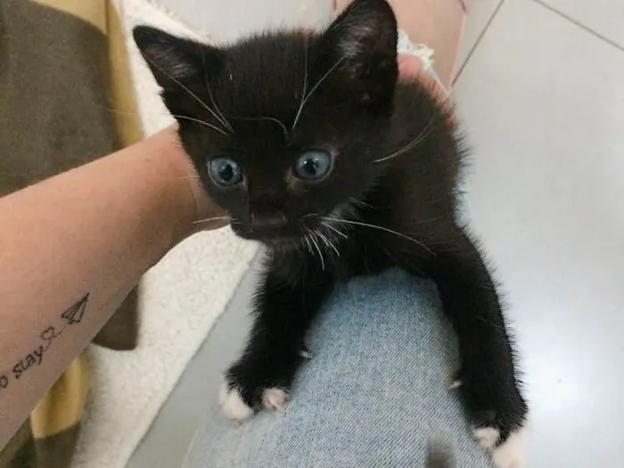 Gato raça  idade Abaixo de 2 meses nome Kira 