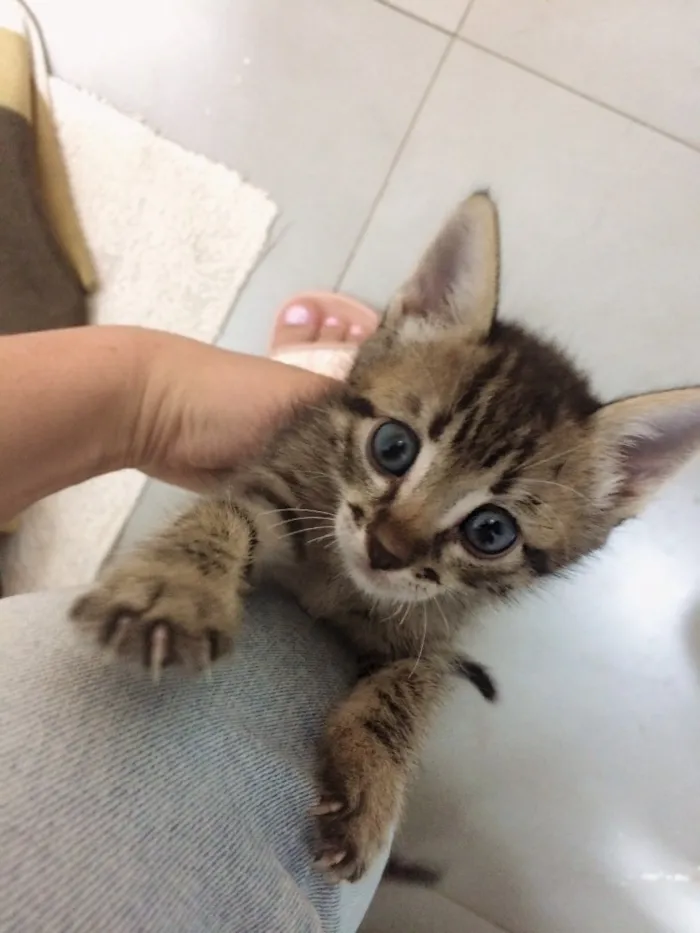 Gato raça  idade Abaixo de 2 meses nome Jasmin 