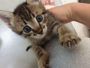 Gato raça  idade Abaixo de 2 meses nome Jasmin 