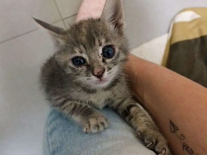 Gato raça  idade Abaixo de 2 meses nome Felicia 