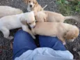 aa