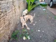 aa