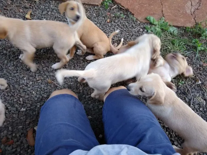 Cachorro ra a  idade Abaixo de 2 meses nome aa