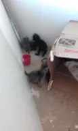 Gatinhos