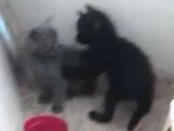 Gato raça Indefinido  idade Abaixo de 2 meses nome Gatinhos