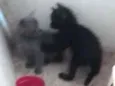 Gatinhos