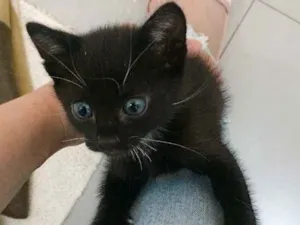 Gato raça  idade Abaixo de 2 meses nome Kira 