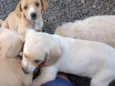 aa