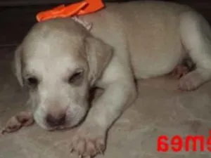 Cachorro raça srd idade Abaixo de 2 meses nome sem nome