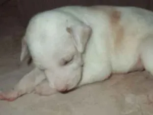 Cachorro raça  idade Abaixo de 2 meses nome sem nome