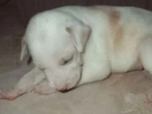 Cachorro ra a  idade Abaixo de 2 meses nome sem nome