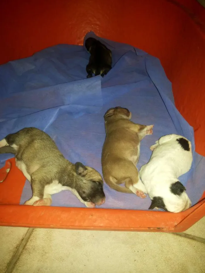Cachorro raça SRD idade Abaixo de 2 meses nome Filhotes