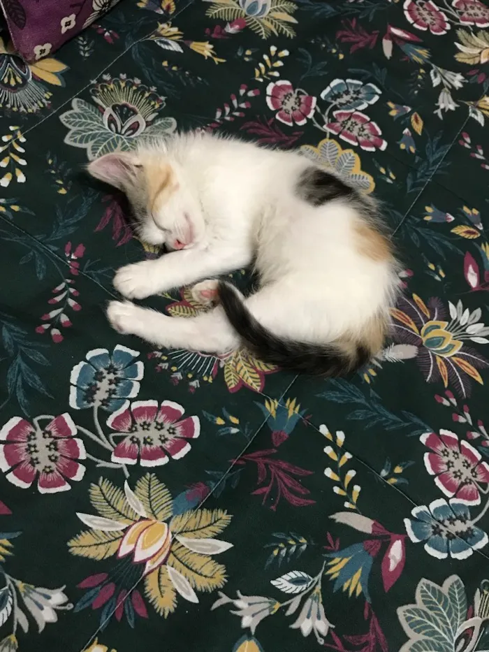 Gato raça  idade 2 a 6 meses nome Sem nome 