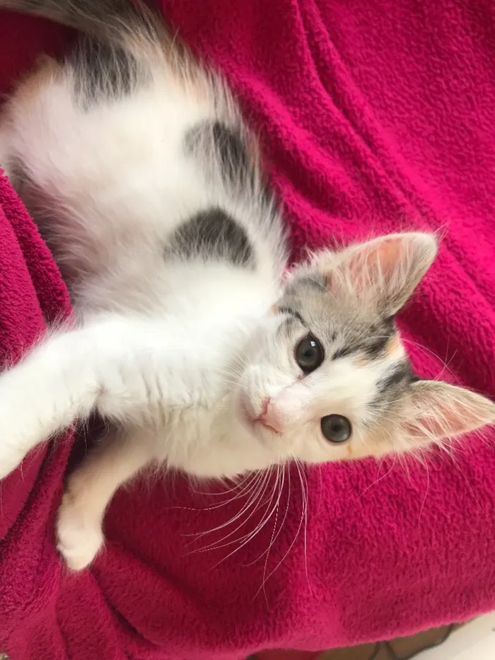 Gato raça  idade 2 a 6 meses nome Sem nome 