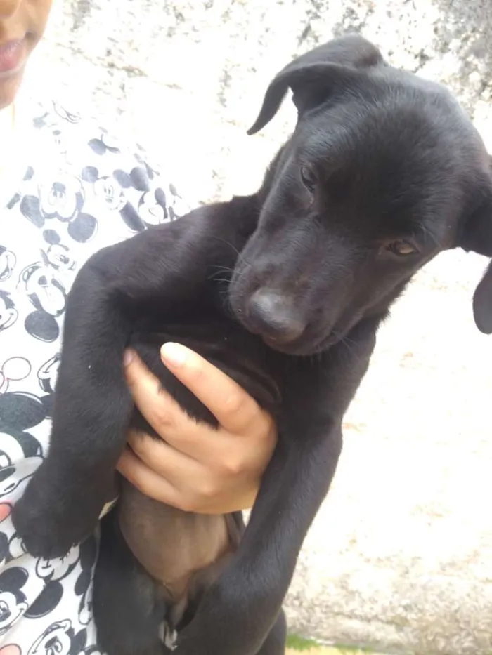 Cachorro ra a SRD idade 2 a 6 meses nome Sem nome 