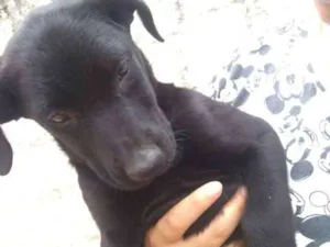 Cachorro raça SRD idade 2 a 6 meses nome Sem nome 