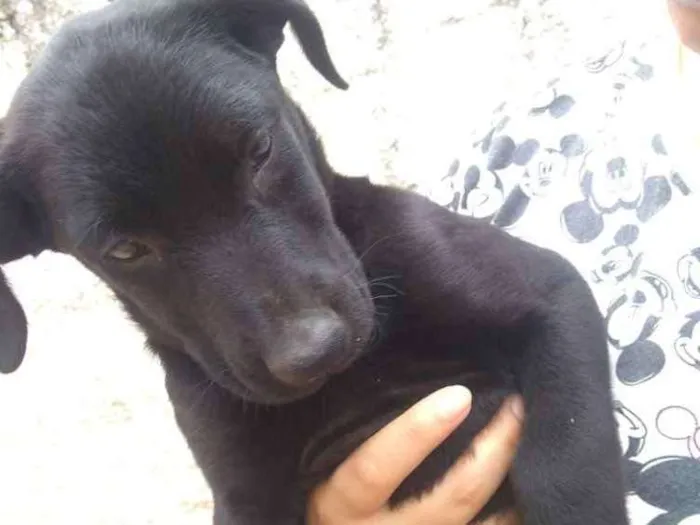 Cachorro ra a SRD idade 2 a 6 meses nome Sem nome 