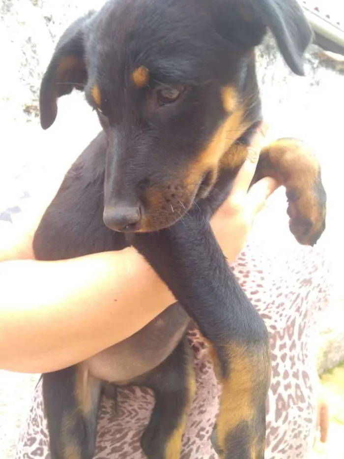 Cachorro ra a SRD idade 2 a 6 meses nome Sem nome 