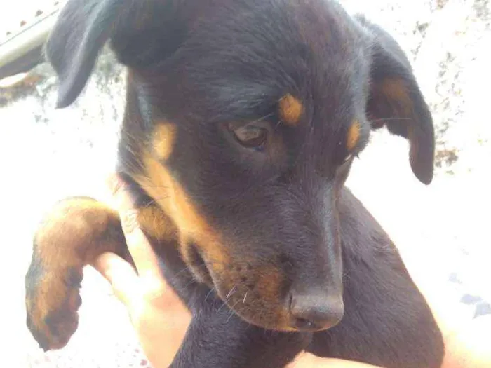 Cachorro ra a SRD idade 2 a 6 meses nome Sem nome 