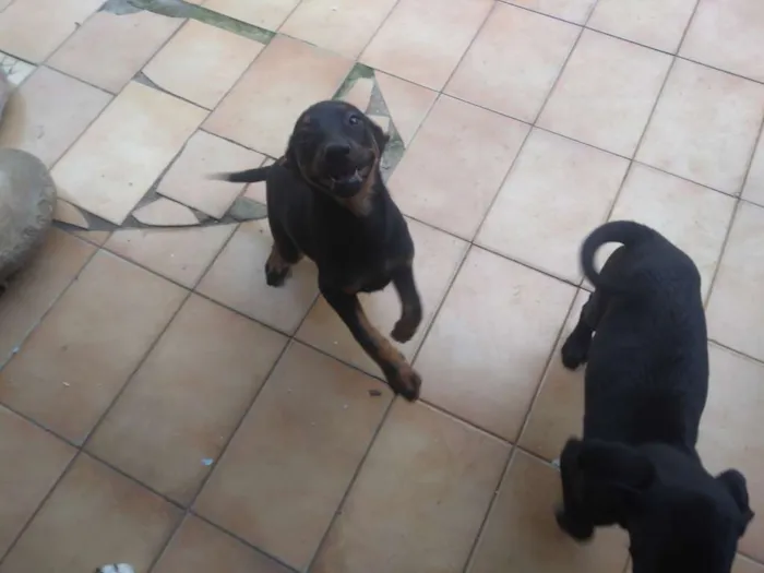 Cachorro ra a SRD idade 2 a 6 meses nome Sem nome 