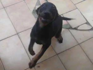 Cachorro raça SRD idade 2 a 6 meses nome Sem nome 