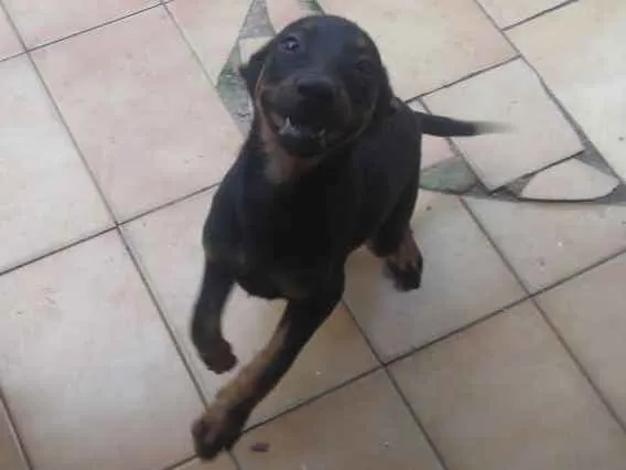 Cachorro ra a SRD idade 2 a 6 meses nome Sem nome 
