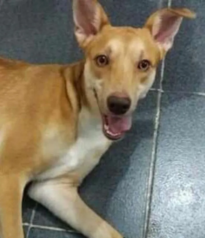 Cachorro ra a  idade 1 ano nome Mel