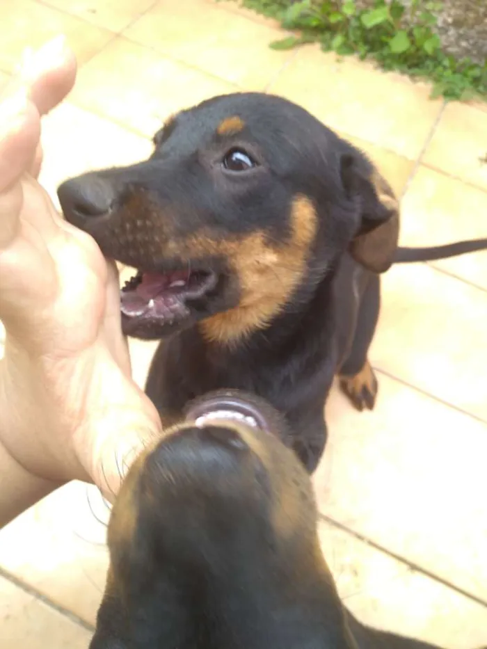 Cachorro ra a SRD idade 2 a 6 meses nome Sem nome 