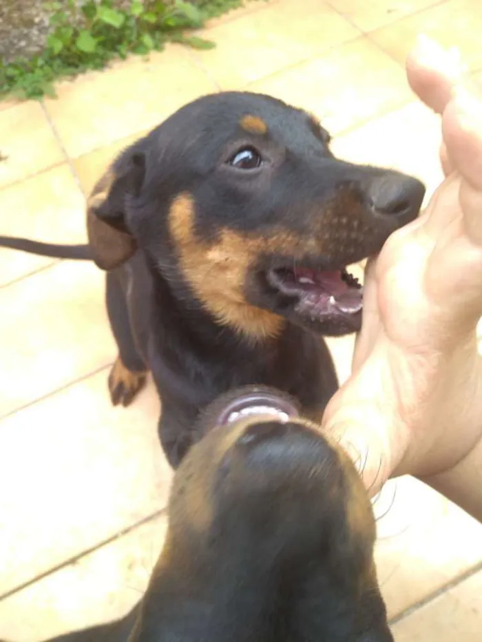 Cachorro ra a SRD idade 2 a 6 meses nome Sem nome 