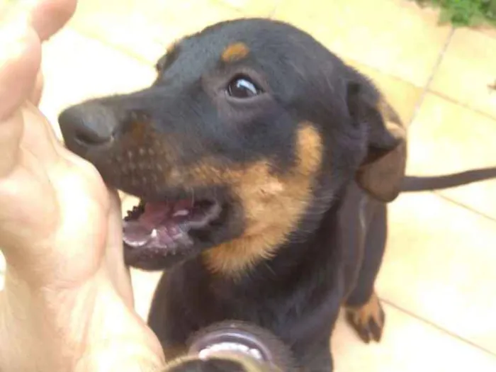 Cachorro ra a SRD idade 2 a 6 meses nome Sem nome 
