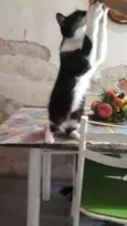 Bolinha