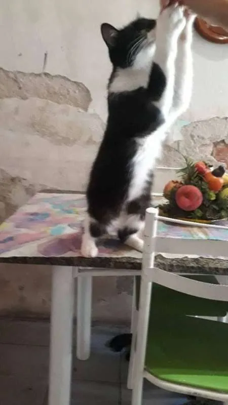 Gato raça RSD idade 2 a 6 meses nome Bolinha
