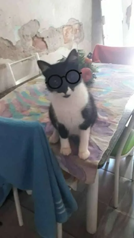 Gato raça RSD idade 2 a 6 meses nome Bolinha