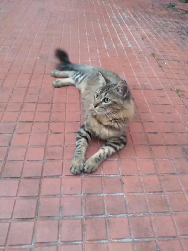 Gato raça SRD idade 2 a 6 meses nome Sem nome