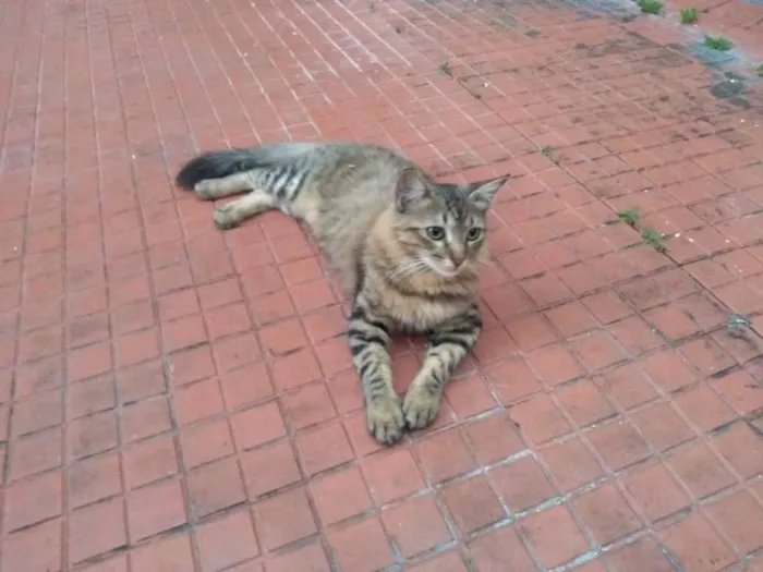 Gato raça SRD idade 2 a 6 meses nome Sem nome