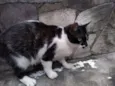 Fafa
