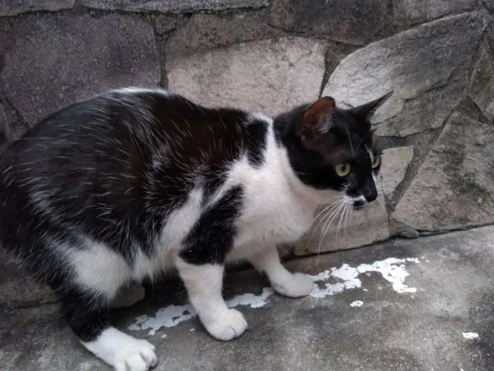 Gato raça SRD idade 7 a 11 meses nome Fafa