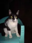 Fafa