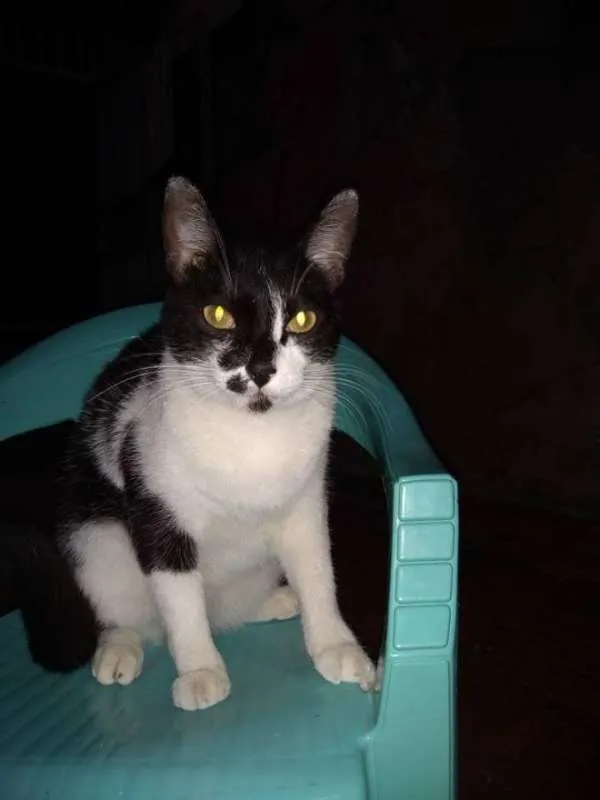 Gato raça SRD idade 7 a 11 meses nome Fafa