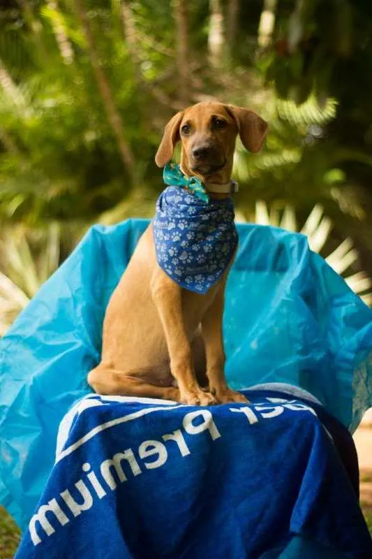 Cachorro ra a SRD idade 1 ano nome Zeus