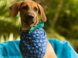 Cachorro raça SRD idade 1 ano nome Zeus