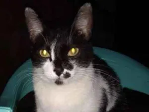 Gato raça SRD idade 7 a 11 meses nome Fafa