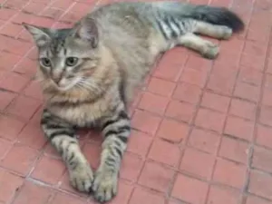 Gato raça SRD idade 2 a 6 meses nome Sem nome