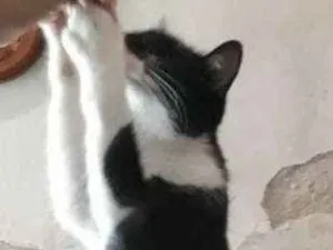 Gato raça RSD idade 2 a 6 meses nome Bolinha
