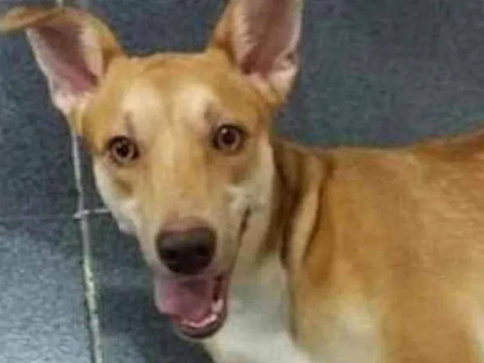 Cachorro ra a  idade 1 ano nome Mel