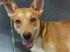Cachorro raça  idade 1 ano nome Mel